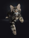 Handsome black tabby Maine Coon cat Royalty Free Stock Photo