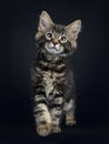 Handsome black tabby Maine Coon cat Royalty Free Stock Photo