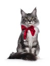 Maine Coon cat on white background Royalty Free Stock Photo