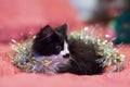 Handsome black and white cat covered in silver tinsel - a Christmas kitty. Pink background Royalty Free Stock Photo