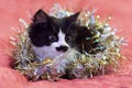 Handsome black and white cat covered in silver tinsel - a Christmas kitty. Pink background Royalty Free Stock Photo