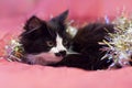 Handsome black and white cat covered in silver tinsel - a Christmas kitty. Pink background Royalty Free Stock Photo