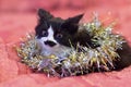 Handsome black and white cat covered in silver tinsel - a Christmas kitty. Pink background Royalty Free Stock Photo