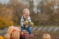 Handsome blonde toddler and pumpkin harvest in orchard. The child eats apples in nature...