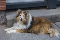 Handsome blue-eyed Mahogany sable Shetland Sheepdog lying on sidewalk