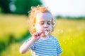 Handsome boy toddler blowing dandelion seeds in the Park