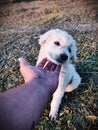 Handsome boy with warm colours, Dog