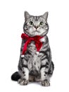 Christmas themed British Shorthair cat on white Royalty Free Stock Photo