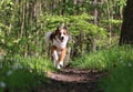 a handsome brown white mixed breed dog runs in the forest on a narrow sandy footpath