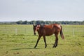 Brown young horse or colt grazing at a horse farm Royalty Free Stock Photo