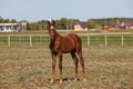 Brown young horse or colt grazing at a horse farm Royalty Free Stock Photo