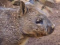 Handsome Burly Southern Hairy-Nosed Wombat.