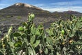 handsome cacti obscure the fields with growing grapes