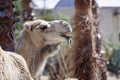Handsome camel Royalty Free Stock Photo
