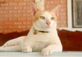 handsome cat have smile face and think of something Royalty Free Stock Photo