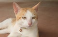 Handsome cat think of something Royalty Free Stock Photo