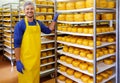 Handsome cheesemaker is checking cheeses in his workshop storage. Royalty Free Stock Photo