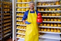 Handsome cheesemaker is checking cheeses in his workshop storage. Royalty Free Stock Photo