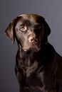 Handsome Chocolate Labrador against Grey