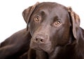 Handsome Chocolate Labrador against White