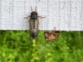 Handsome Cicada with Husk Royalty Free Stock Photo