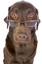Handsome and Clever Labrador in Glasses