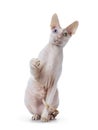 Handsome Cornish Rex cat on white Royalty Free Stock Photo