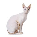 Handsome Cornish Rex cat on white