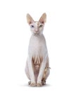 Handsome Cornish Rex cat on white