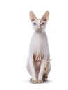 Handsome Cornish Rex cat on white Royalty Free Stock Photo