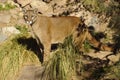 Handsome Cougar / Mountain Lion in the Desert Royalty Free Stock Photo