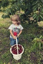 Handsome cute toddler holding white wicker basket full of cherries in the orchard