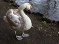 Handsome Cygnet.