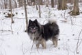 Handsome dark-faced Keeshond dog standing alert in wooded area in winter