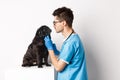 Handsome doctor veterinarian examining cute black pug dog at vet clinic, standing over white background Royalty Free Stock Photo