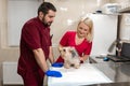 Handsome doctor veterinarian and his attractive assistant at vet clinic are examining little dog Yorkshire Terrier Royalty Free Stock Photo