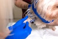 Handsome doctor veterinarian and his attractive assistant at vet clinic are examining little dog Yorkshire Terrier