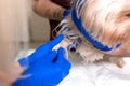 Handsome doctor veterinarian and his attractive assistant at vet clinic are examining little dog Yorkshire Terrier Royalty Free Stock Photo