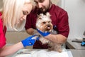Handsome doctor veterinarian and his attractive assistant at vet clinic are examining little dog Yorkshire Terrier Royalty Free Stock Photo