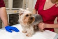 handsome doctor veterinarian and his attractive assistant at vet clinic are examining little dog Yorkshire Terrier Royalty Free Stock Photo