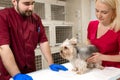 Handsome doctor veterinarian and his attractive assistant at vet clinic are examining little dog Yorkshire Terrier Royalty Free Stock Photo