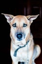 Handsome dog with talking eyes Royalty Free Stock Photo