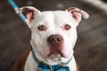 Pit Bulls and Bow Ties