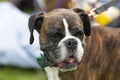 Boxer dog wearing a bow tie Royalty Free Stock Photo