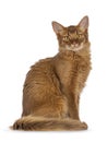 Somali cat on white background Royalty Free Stock Photo