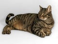 Handsome European Tabby Cat with Intense Yellow-Green Eyes in Relaxed Pose on Gray Background