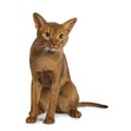 Handsome excellent young sorrel Abyssinian male cat, Isolated on white background.