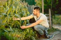 Handsome farmer in his thirties picking corn on a field Royalty Free Stock Photo