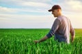 Handsome farmer. Young man walking in green field. Spring agriculture