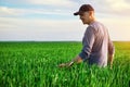 Handsome farmer. Young man walking in green field. Spring agriculture